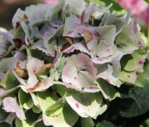 Hydrangea forever&ever blue uitbloei nazomer