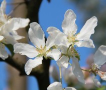 Sierappel 'Street Parade', hoogstam boom, voorbeeld bloem