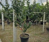 Prunus dom. 'Reine Claude Verte' - Prunus dom. 'Reine Claude Verte' - zomerblad