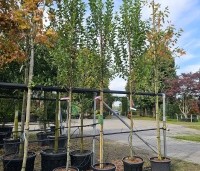 Amelanchier canandensis 'October Flame' - Zuilvormige krentenboompje met rood herfstblad - 3