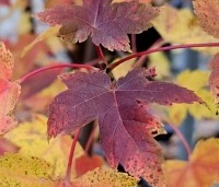 Acer rubrum 'Brandywine' - Acer rubrum 'Brandywine' - 4
