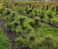 Pinus nigra 'Nigra' - Oostenrijkse den - opkweek vak H  kooi