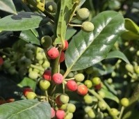 Ilex 'Nellie R. Stevens' - Amerikaanse hulst - 1