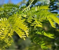 Gleditsia triacanthos 'Sunburst' - Valse christusdoorn - 4