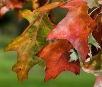 Quercus palustris - Moeraseik - 6