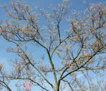 Amelanchier lamarckii kroon hoogstam