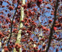 Parrotia persica 'Vanessa'