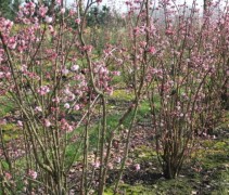 Viburnum bodn Dawn
