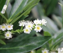 Prunus Otto Luyken