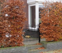 Fagus sylvatica
