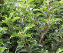 Prunus lusitanica Brenelia