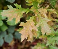 Quercus palustris - Moeraseik - 4