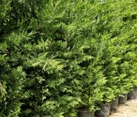 Cupressocyparis leylandii - Leylandcypres - 1