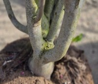 Cercis siliquastrum - Judasboom - 2