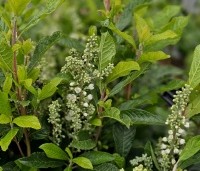 Clethra alnifolia 'Anne Bidwell' - Schijnsels 'Anne Bidwell' - 3