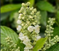 Clethra alnifolia 'Anne Bidwell' - Schijnsels 'Anne Bidwell' - 4
