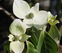 Cornus kousa 'Teutonia' - Japanse grootbloemige kornoelje 'Teutonia' - 1