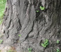 Ginkgo Biloba ofwel Japanse Notenboom is een eeuwen oude boomsoort