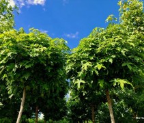 Liquidambar styraciflua 'Gum Ball' 