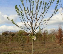 Prunus domestica reine claude 'Verte'