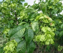 Ptelea trifoliata 'Aurea'