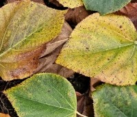 Tilia x europaea 'Euchlora' - Linde - 3