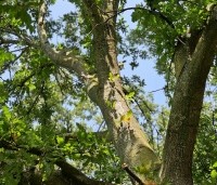 Quercus cerris - Moseik - 5