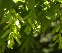 Carpinus betulus bloeiwijze