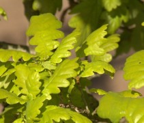frisblad Quercus robur