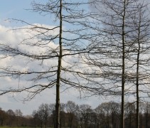 winter Quercus palustris