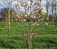 Magnolia soulangeana 'Sundew' - Magnolia 'Sundew' - 1