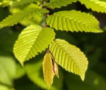 Carpinus
