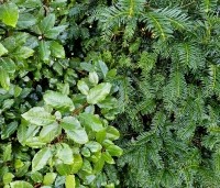 Elaeagnus ebbingei - Olijfwilg - mooi te combineren met Taxus Baccata