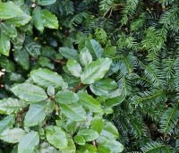 Elaeagnus ebbingei - Olijfwilg - mooi te combineren met Taxus baccata
