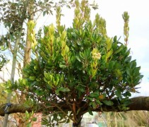 Arbutus