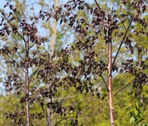 Betula pendula 'Purpurea'