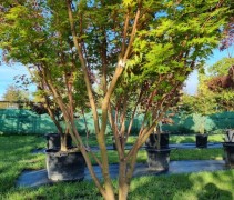 Acer palmatum 'Sangokaku'