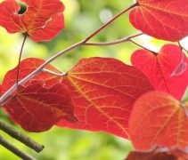 Cercis forest pansy