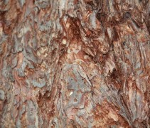 Sequoiadendron giganteum stam