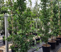 Ginkgo biloba 'Fastigiata Blagon'