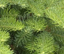 Abies procera jonge uitloop