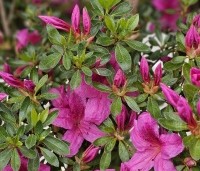 Rhododendron Azalea Japonica 'Purple Splendor' - paarsrode Japanse Azalea - 3