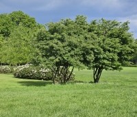Amelanchier lamarckii - Krentenboompje - combinatie met Rhododendronwolken en gras