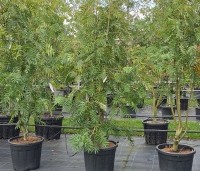Sorbus 'Dodong' - Lijsterbes 'Dodong' - 1