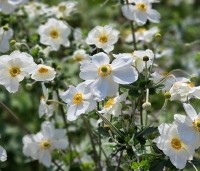 Anemone hyb. 'Honorine Jobert' per kist á 24 st. - Anemoon - 1