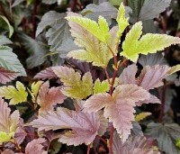 Physocarpus opulifolius 'Little Angel' - Blaasspiraea 'Little Angel' - vakbeplanting  - 2