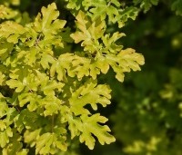 Acer campestre 'Nanum' - Acer campestre 'Nanum' - 1