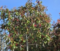 Photinia fraseri 'Red Robin'  - Glansmispel - maart