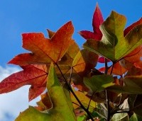 Liquidambar formosa 'Ellen' - Speciale amberboom met Aziatische roots - 4