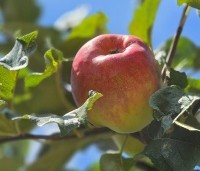 Malus dom. 'Zigeunerin' - Malus dom. 'Zigeunerin' - 7